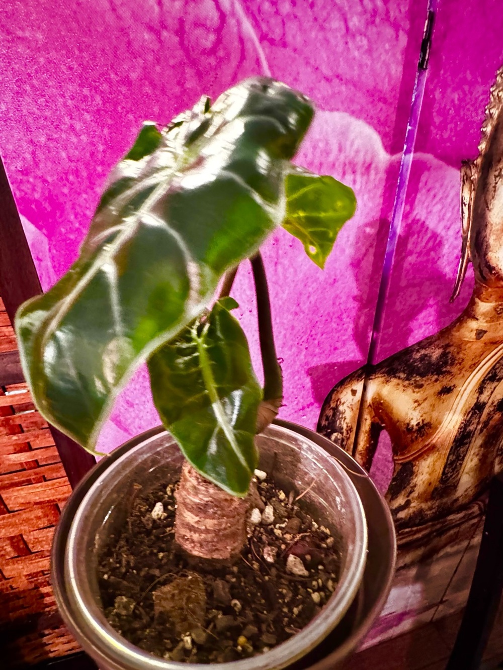 Alocasia